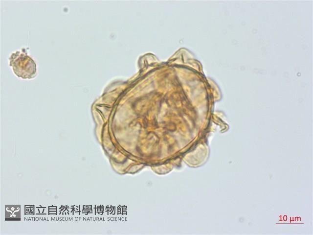 假腸蕨藏品圖，第4張