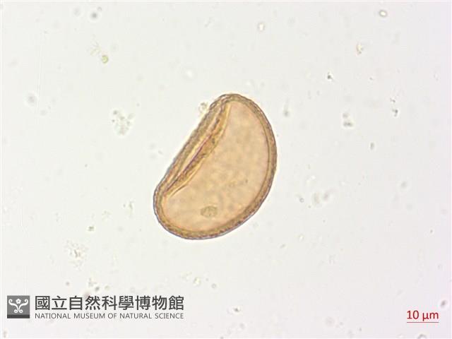 山蹄蓋蕨藏品圖，第4張