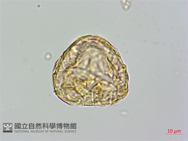 登錄號:P009859藏品圖，第4張