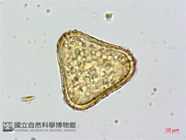 登錄號:P010259藏品圖，第4張