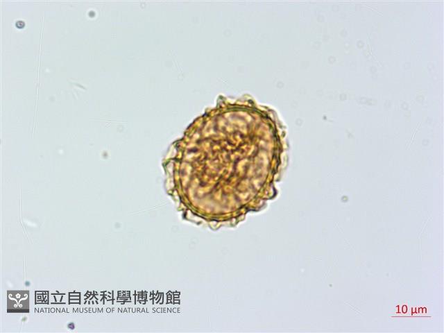 三翅鐵角蕨藏品圖，第4張