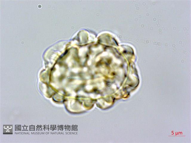 馬來陰石蕨藏品圖，第4張