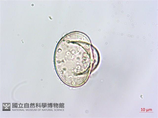 粗毛鱗蓋蕨藏品圖，第4張