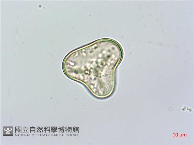 華南鱗蓋蕨藏品圖，第4張