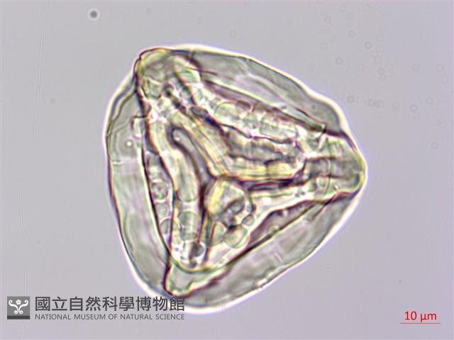 金狗毛蕨藏品圖，第3張