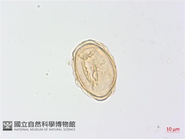 生芽蹄蓋蕨藏品圖，第4張