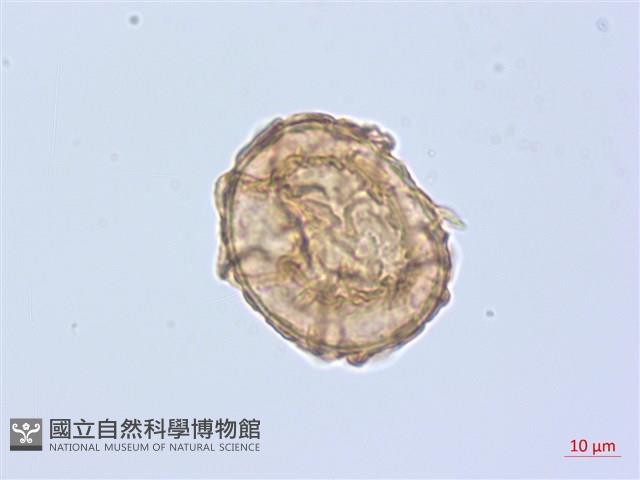 登錄號:P020028藏品圖，第3張