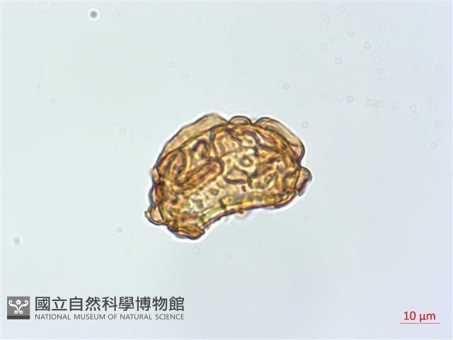 彎柄假複葉耳蕨藏品圖，第4張