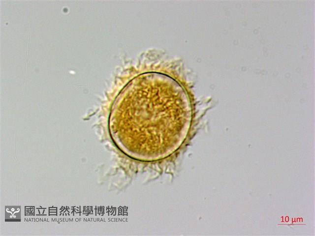 蛇脈三叉蕨藏品圖，第4張