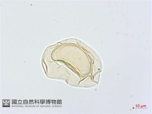 川上氏雙蓋蕨藏品圖，第4張