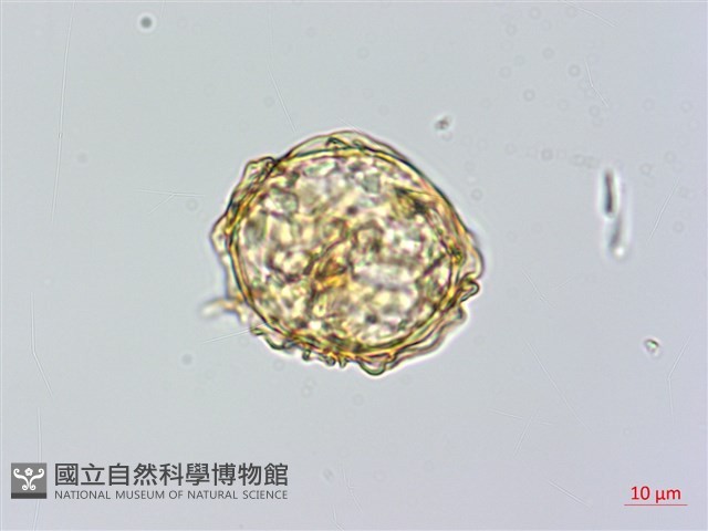 愛德氏肋毛蕨藏品圖，第4張