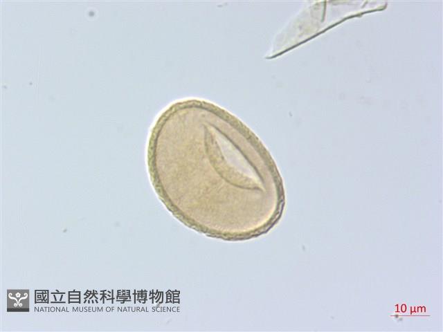 紅柄蹄蓋蕨藏品圖，第3張