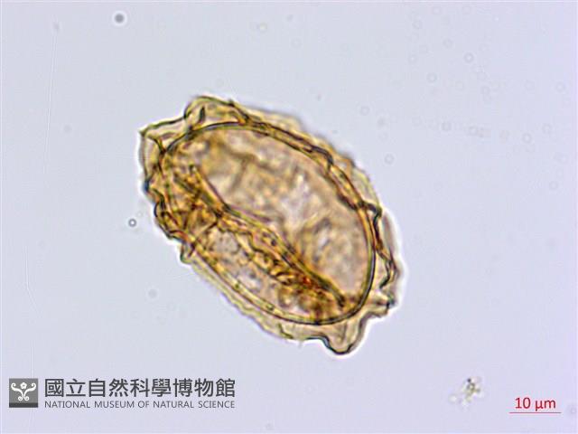 南洋山蘇花藏品圖，第3張