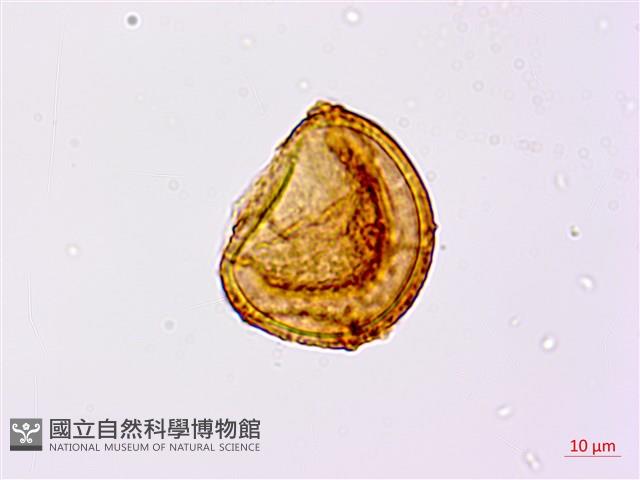 崇澍蕨藏品圖，第4張