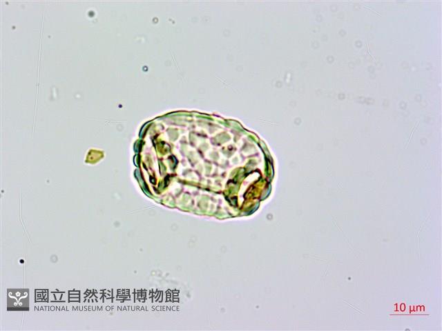 台灣小膜蓋蕨藏品圖，第3張