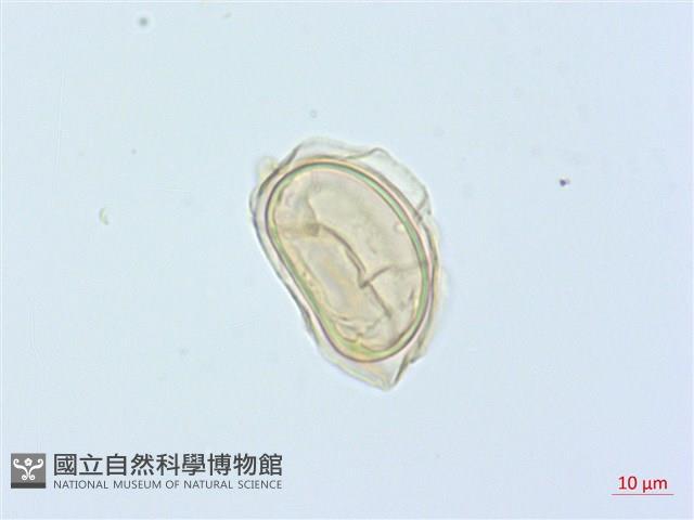 廣葉鋸齒雙蓋蕨藏品圖，第3張