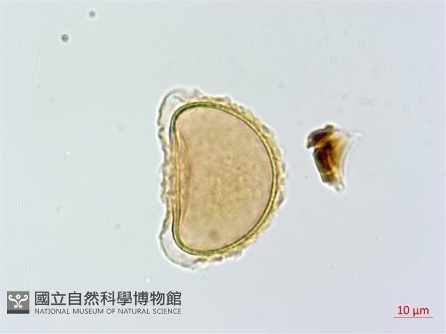 蓬萊蹄蓋蕨藏品圖，第4張