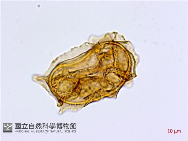 大蓬萊鐵角蕨藏品圖，第4張