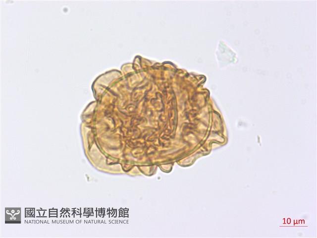 玉山擬鱗毛蕨藏品圖，第3張