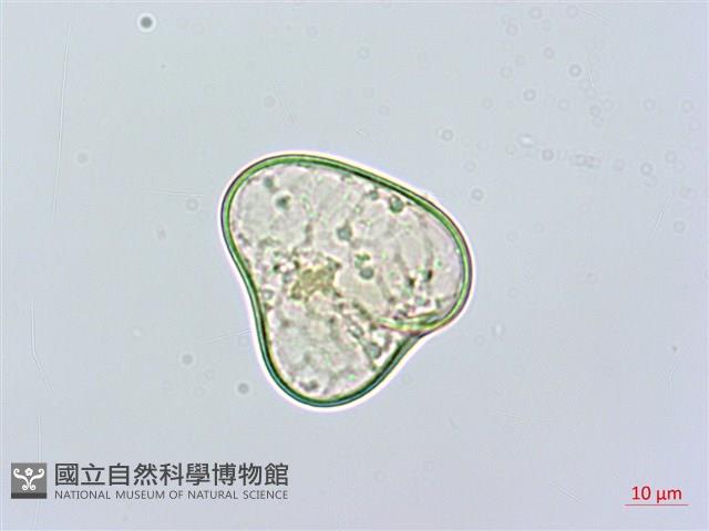 華南鱗蓋蕨藏品圖，第4張