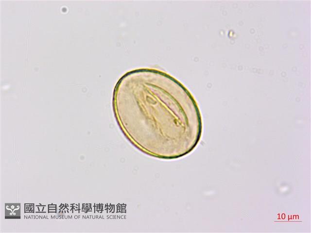 烏毛蕨藏品圖，第3張