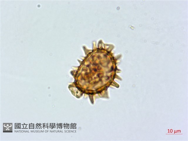 寬葉冷蕨藏品圖，第3張
