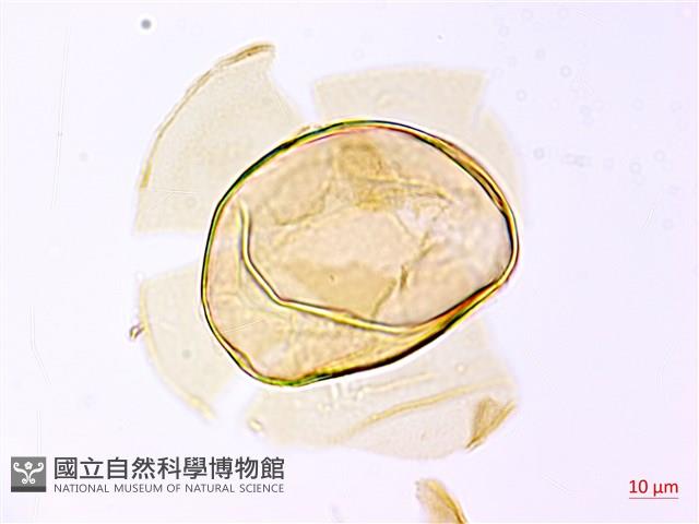 登錄號:P009768藏品圖，第4張