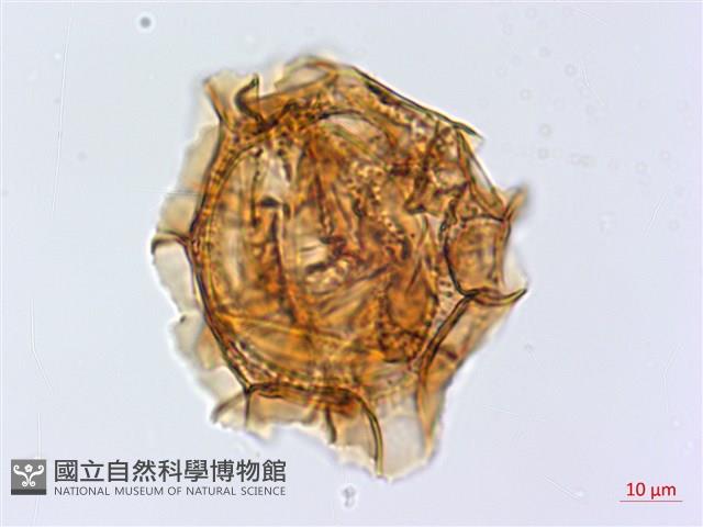 尖葉鐵角蕨藏品圖，第4張