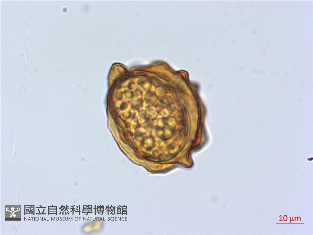 斜方複葉耳蕨藏品圖，第3張