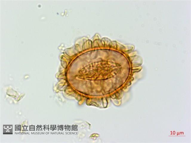 深山蹄蓋蕨藏品圖，第4張