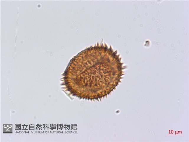 頂囊肋毛蕨藏品圖，第6張