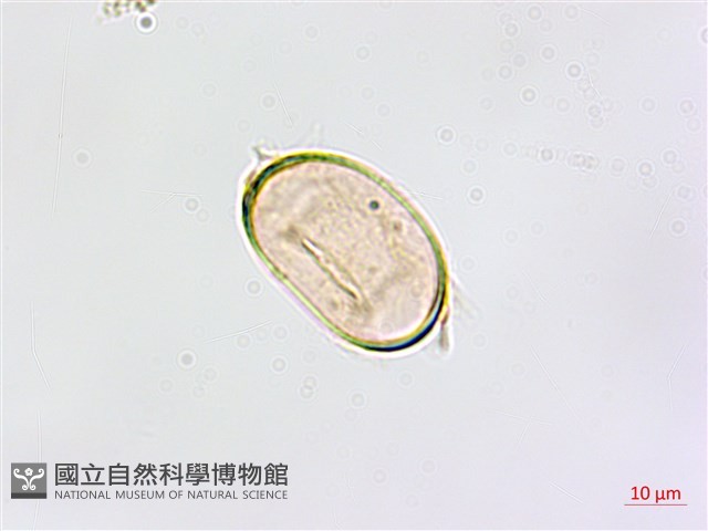 鱗柄鐵角蕨藏品圖，第4張