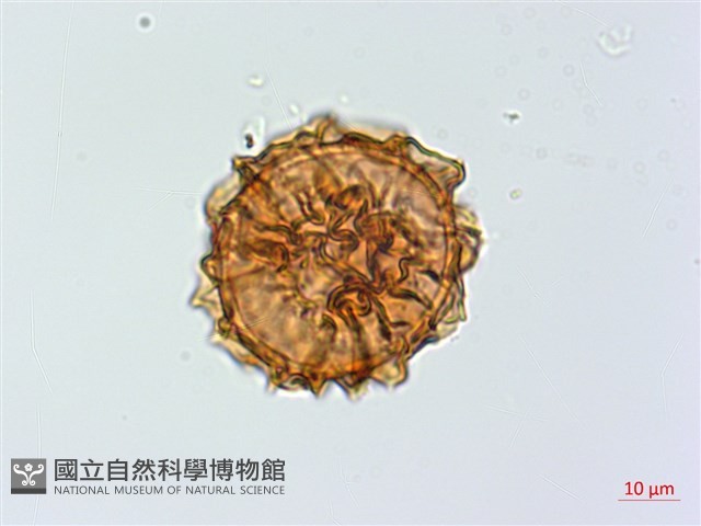 線葉鐵角蕨藏品圖，第4張