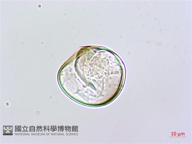 粗毛鱗蓋蕨藏品圖，第3張