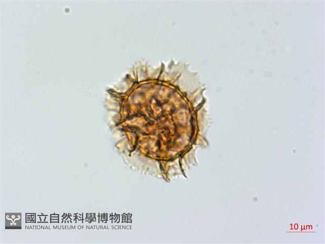 薄葉鐵角蕨藏品圖，第3張