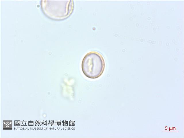 花點草藏品圖，第3張