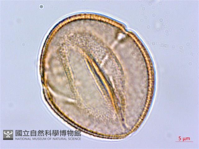 長刺酸模藏品圖，第3張