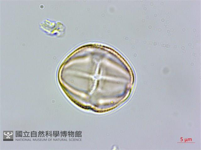 澤珍珠菜、澤星宿菜藏品圖，第4張