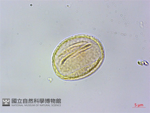 耿氏虎皮楠藏品圖，第4張
