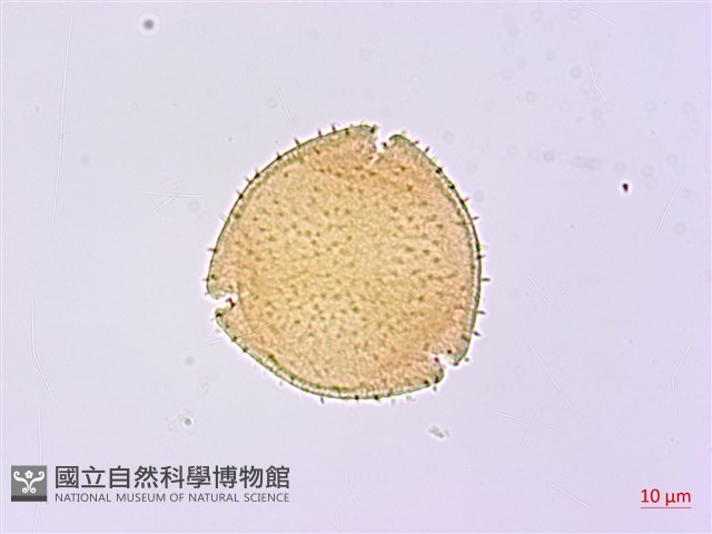 無梗忍冬藏品圖，第3張