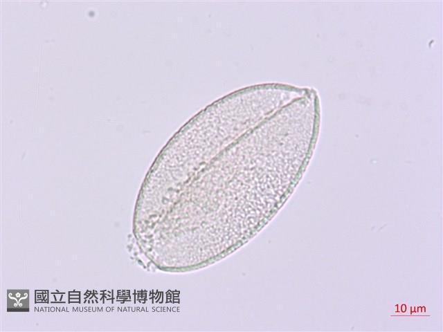卵葉油點草藏品圖，第3張