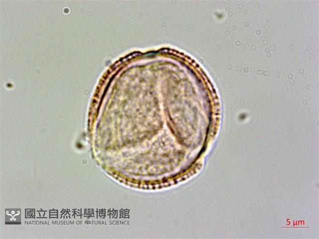 登錄號:S093403藏品圖，第3張