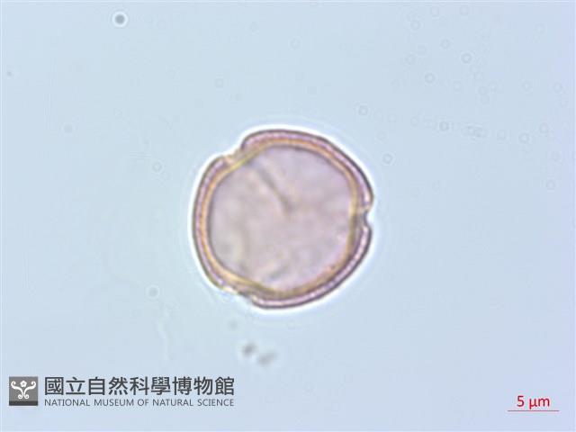 威靈仙藏品圖，第4張