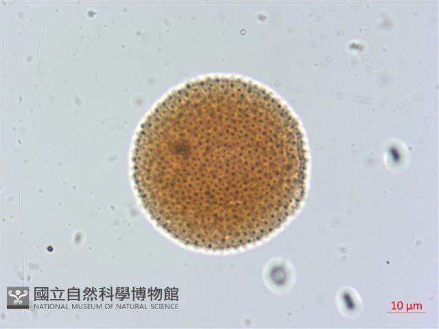 豬腳楠藏品圖，第3張