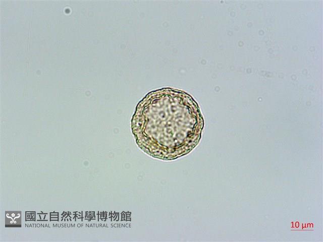 瓜槌草、漆姑草藏品圖，第4張