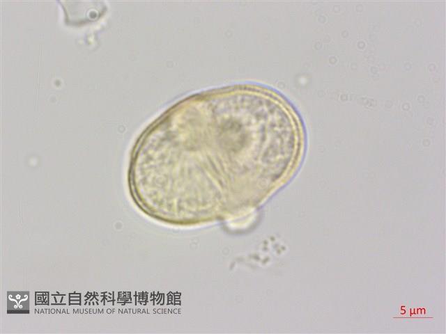 昆明芹藏品圖，第3張