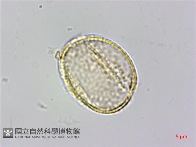 串鼻龍藏品圖，第4張