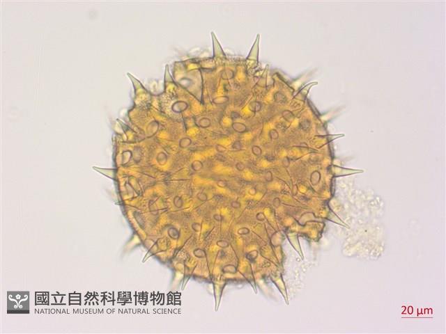 野棉花藏品圖，第3張