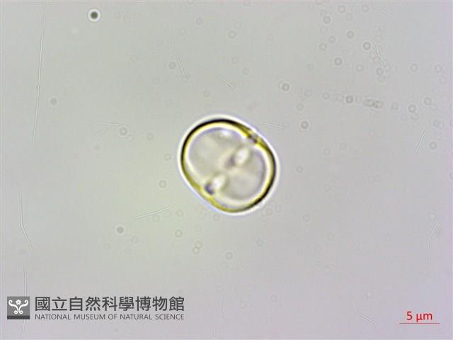 梓木草藏品圖，第4張