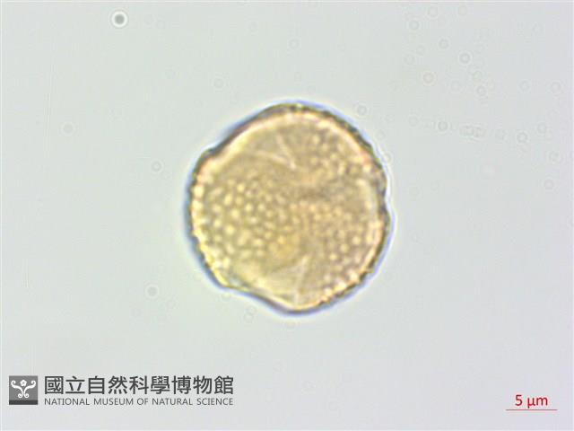 白木蘇花藏品圖，第3張